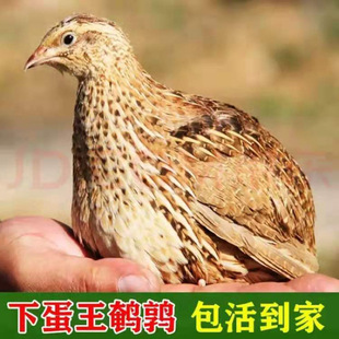�g�������µ��B�����g���B�N�u��ֳ�����B�g�����B�̨�Bֳ�u����