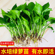 水培绿萝苗水养花卉盆栽客厅室内懒人绿植易养活水培植物外贸批发