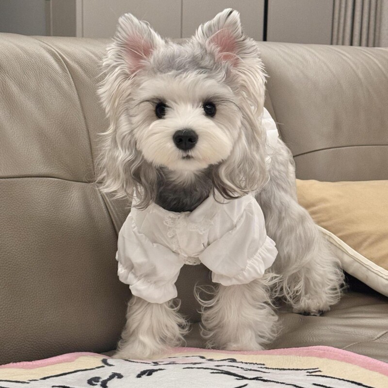 Purebred Schnauzer Puppy, Competition-Grade Small-Sized Black and Silver Pepper-Salt Schnauzer, Non-Shedding Pet Dog for Home Raising