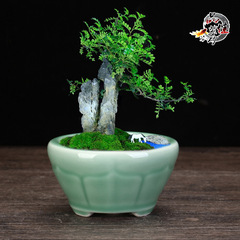 Ceramic Creative Mini Planter Succulent Pot Round Square Pot Balcony Office Desk Plant Pot Manufacturer Wholesale