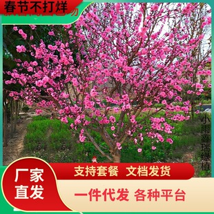 һ�����l�ͺ��t÷����������ͥԺ���ԝ����ļ�����ֲ�����t�D÷