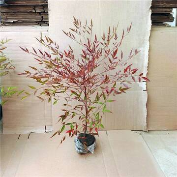 雷霆五次交往换签，狄龙-琼斯成新宠