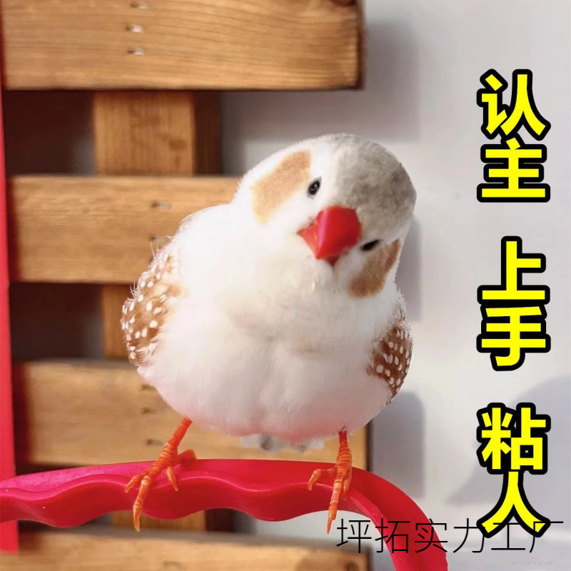 珍珠鸟宠物活物斑胸雀灰白珍珠活鸟萌宠物鸟一对小鸟活