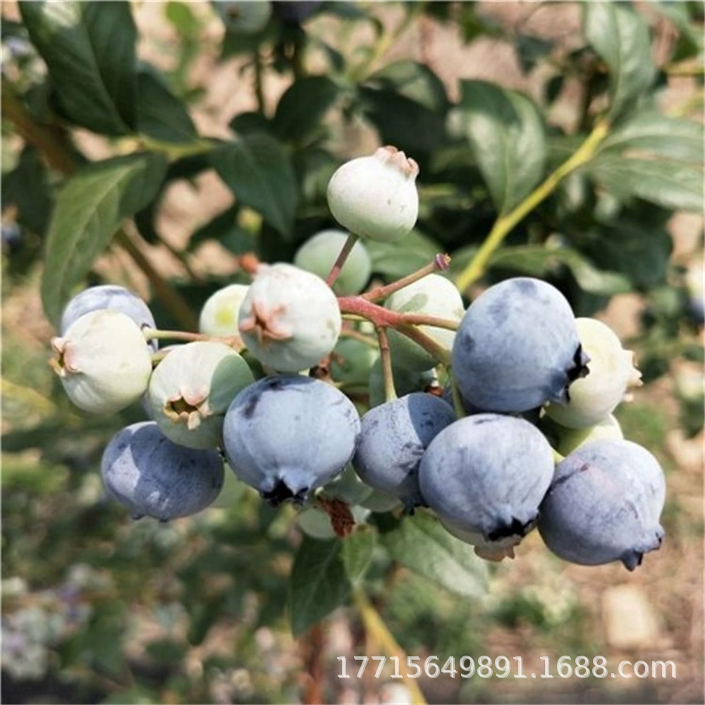 Плодовые саженцы черничных деревьев с фруктовыми саженцами голубики в горшках посадка на юге и севере кроличий глаз балкон саженцы плодовых деревьев