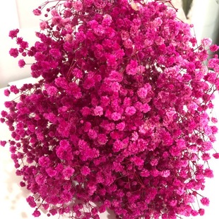 Kunming straight hair stars ten million stars Iros flower dried flower living room home decoration will never fade a wholesale