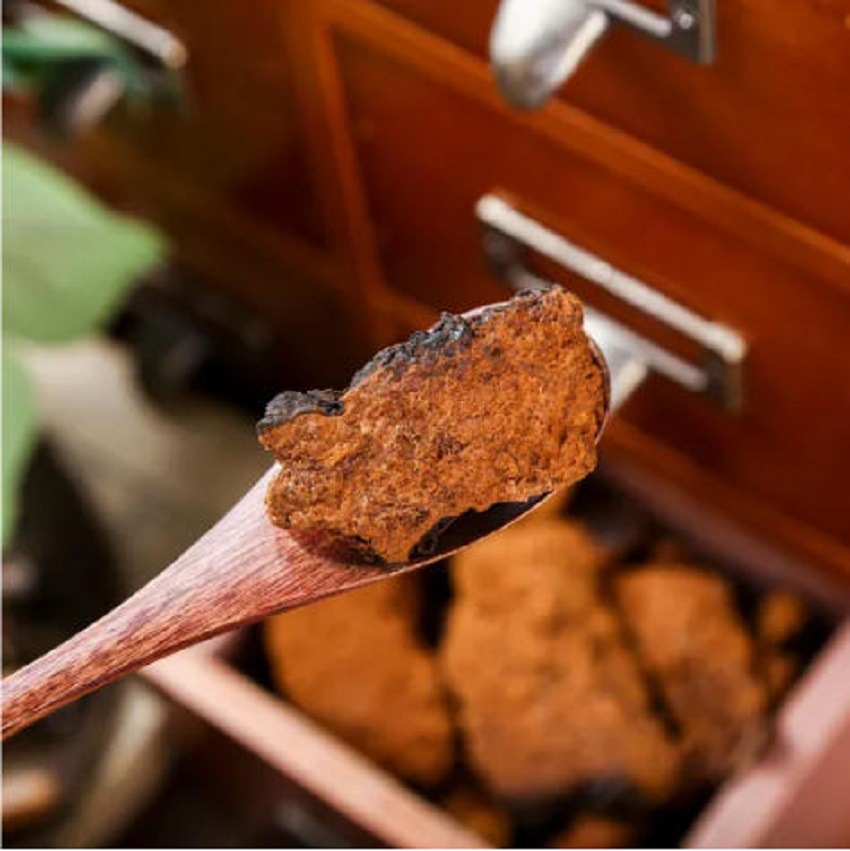 Wild Yellow Chaga Mushroom Herbal Tea Bai Hua Rong Natural Birch Conk for Daily Brewing and Cooking key features