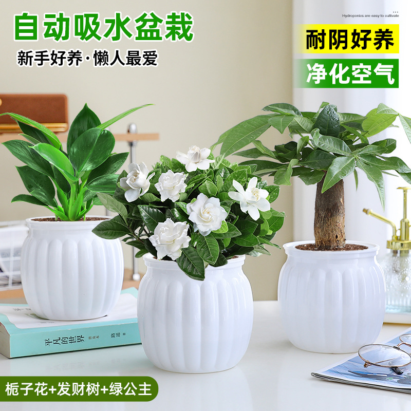 [인기 패키지]: 치자나무 + 그린 프린세스 + 머니 트리