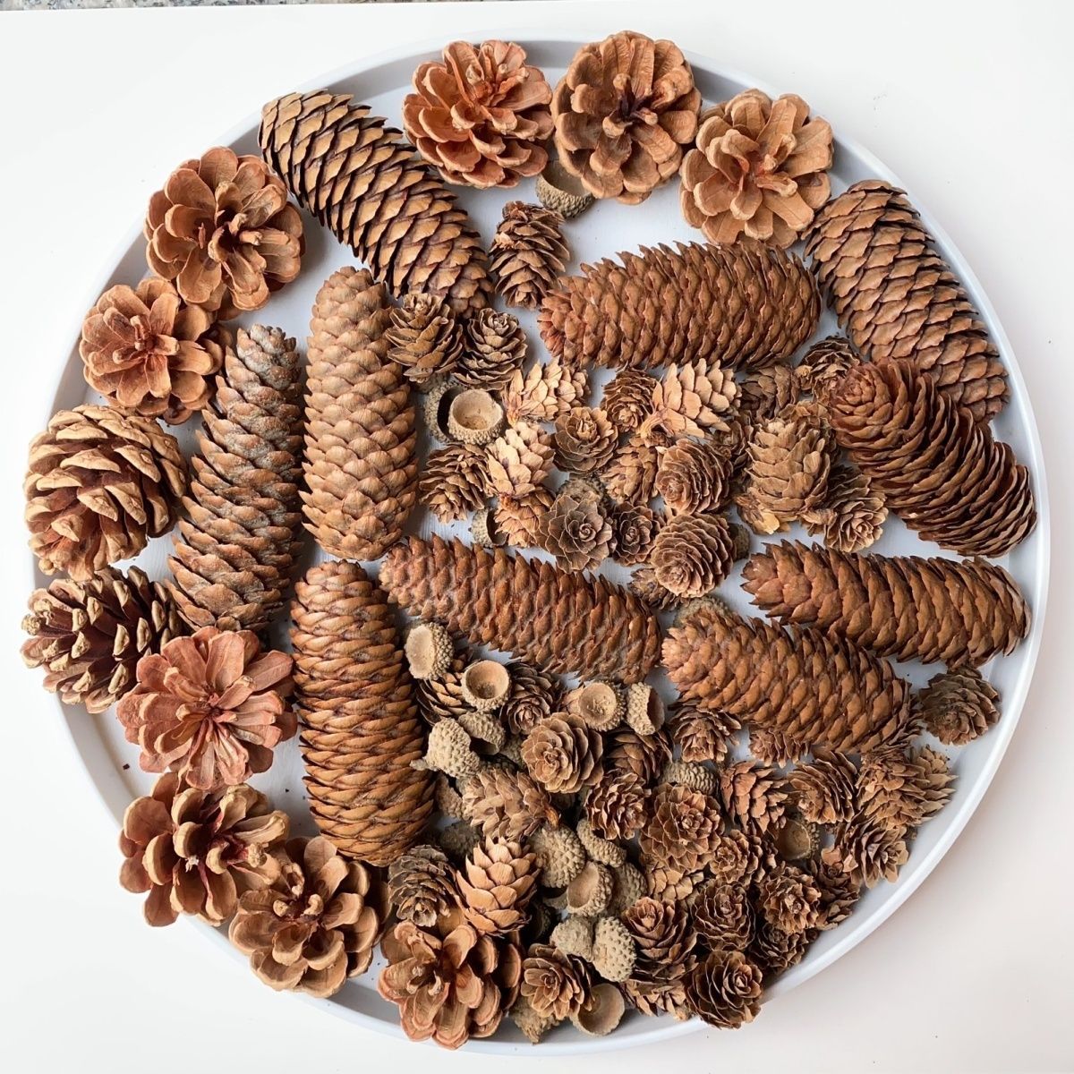 松果混合120个一份微景观松塔松果干花圣诞装饰幼儿园装饰速卖通
