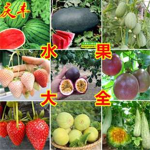 ˮ���N��ɳ�������Ĵָ���ϰ����ˮ���}����ݮ����}Ů���N����