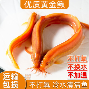 Gold Loach Cleaner Gold Dragon Loach Easy to Maintain and Durable Gold Loach Freshwater Live Ornamental Fish Feed Tool Fish