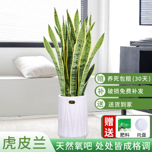 Phnom Penh Tiger Tail Orchid Potted Large-Scale High-End Green Plant to Remove Formaldehyde New House Indoor Office Air Purifying Tiger Tail Orchid