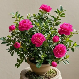 �ͺ������ļ��_���ذ������҃��⻨���̨���B�辰��