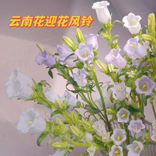 风铃花鲜切花居家云南基地直发风铃花水培绿色风铃花鲜花直发