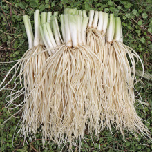 云南德宏新鲜撇菜根苤菜根大韭菜根月子良菜可腌制克新鲜蔬菜