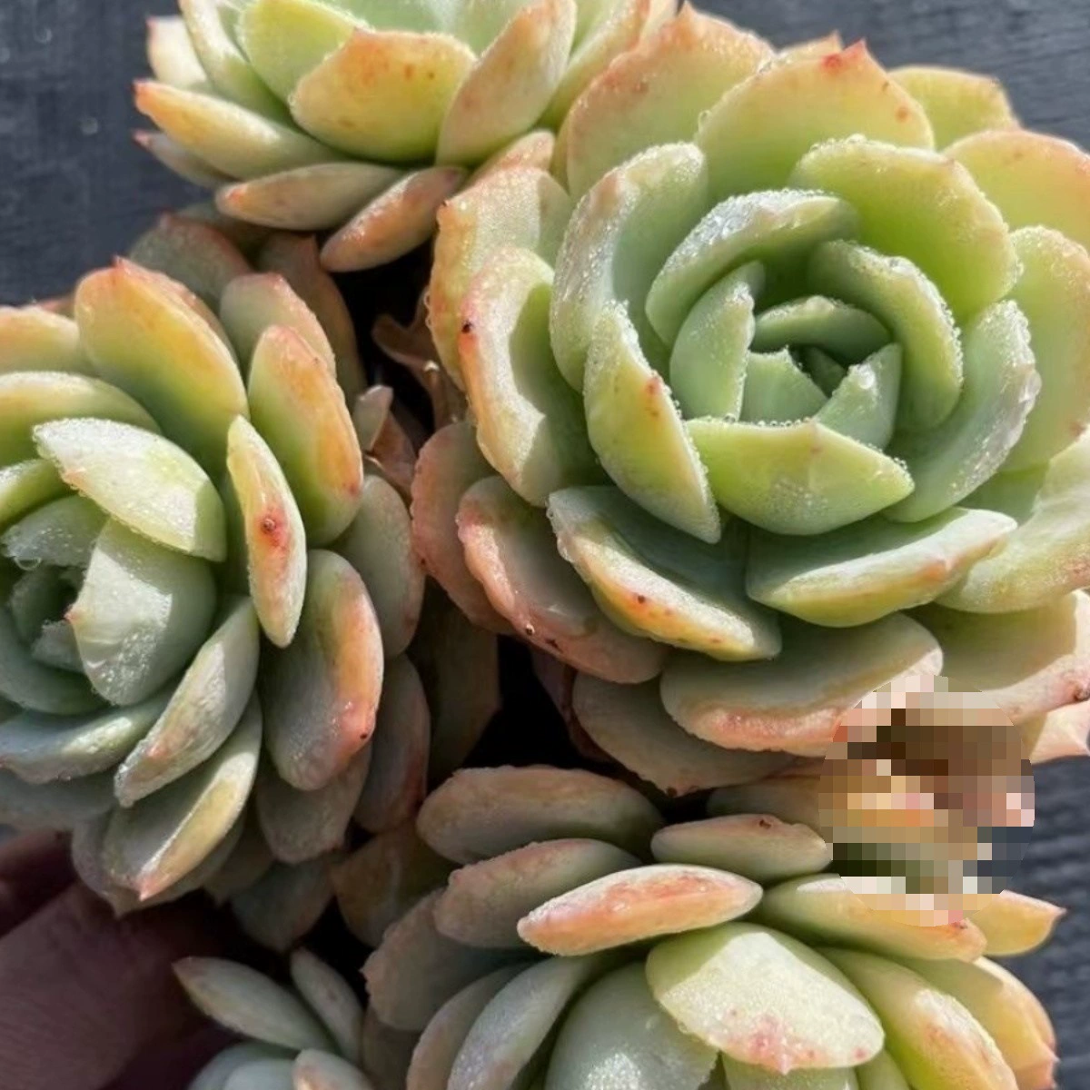 Ссуккулентные растения любят музыку в помещении. Комбинация балкона в горшках.