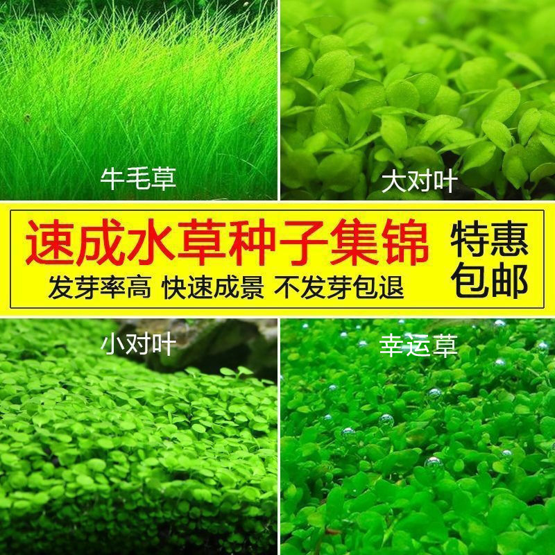 Novice landscape water plant seed size right leaf cattle grass love Pearl grass water plant mud ceramic sand fish tank bottom sand