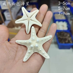 パンヒトデ天然ヒトデシェル巻貝完全なサイズ diy 文化的で創造的な工芸品アクセサリーシェルアクセサリー