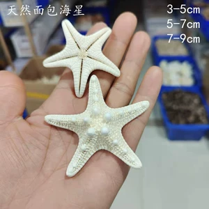 [面包海星天然海星贝壳海螺尺寸齐全diy文创工艺品配件贝壳配饰]