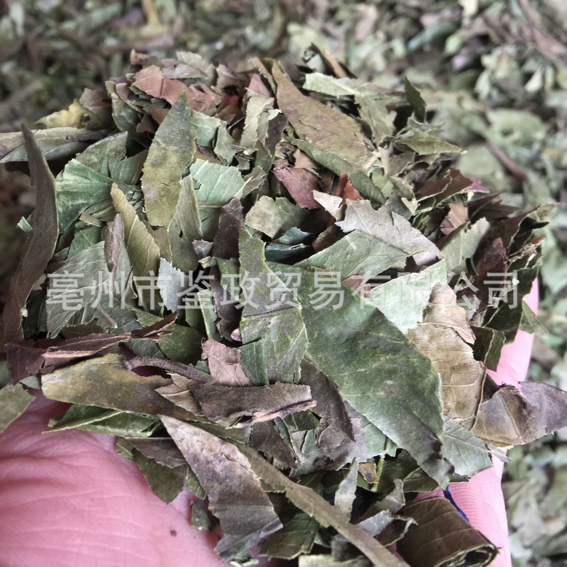 Dried Tangerine Leaf Ye Zi Loose Raw Herb 500g for Decoction and Tea key features