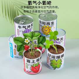 儿童种植易拉罐植物盲盒桌面盆栽薄荷花卉室内绿植好养活种子
