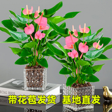 粉掌白掌盆栽植物室内花卉好养水培一帆风顺红掌水养四季常青绿植