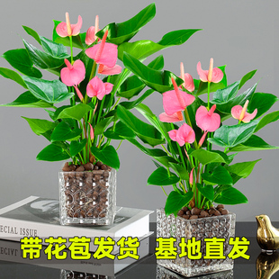 Pink Palm and White Palm Potted Plants, Indoor Florals, Easy to Grow in Hydroponics, Anthurium Water Culture, Evergreen Green Plants All Year Round