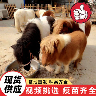 �Bֳ����������T��С�_�R���w ���������R ���^�^�p���Ӱ��_�R