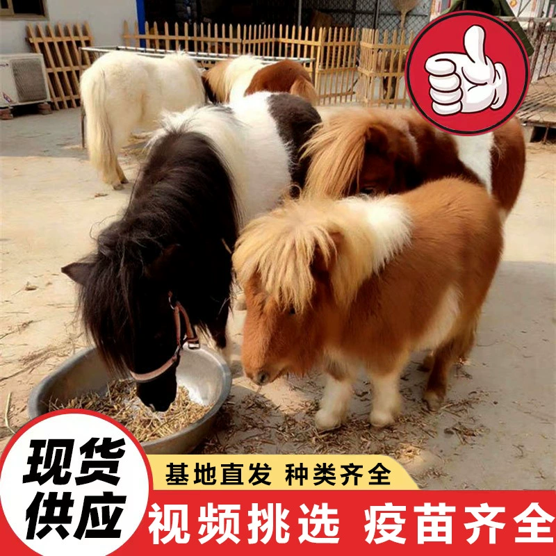 Ферма продаёт живых пони для верховой езды, мини-лошадок для домашнего содержания и интерактивных карликовых лошадок для просмотра в живописных местах круглый год.