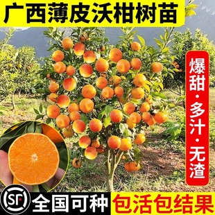 �V�����Q�ָ̘���o�˟o�Ѽ޽�����ɳɰ���ٽ��ӹ�������Ϸ��Nֲ