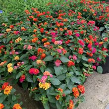 ��ɫ÷�N����ʻ����׵���ɫ�����ļ�ͥԺ���ļ�����R�ѵ��N����