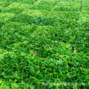 Four Seasons Begonia Cave Pot Seedlings Wholesale Breeding Base Outdoor Courtyard Cold-Resistant Flowers and Plants 200 Cave Four Seasons Begonia
