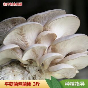 ���lƽ���Nֲ����3�ﴺ���ļ�������ƽ�������N��ƽĢ�����N��