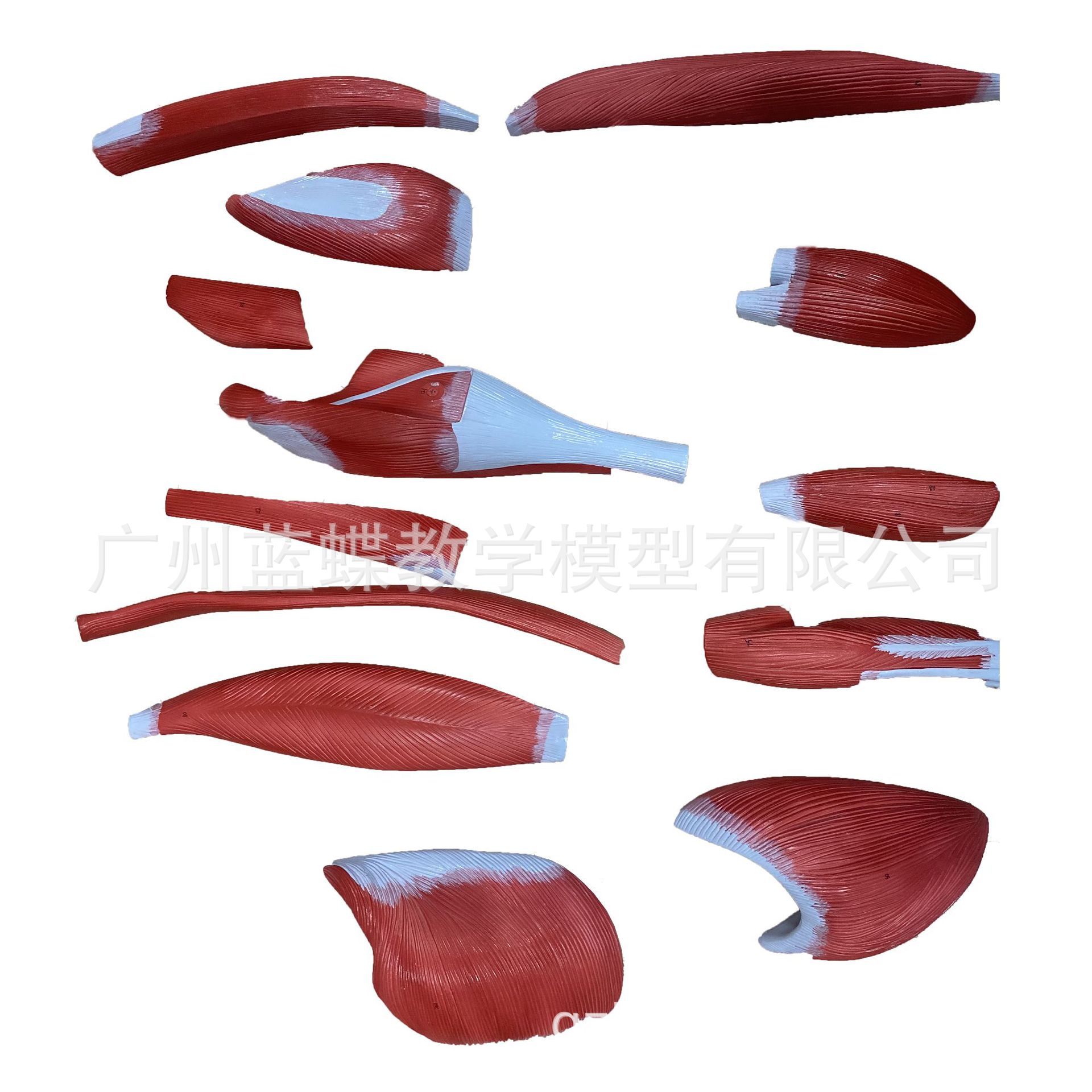 170CM����ȫ�����⸽����ģ��ҽѧ��ѧ�������弡������������