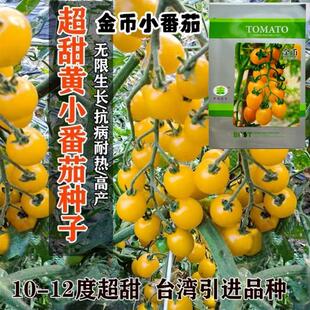 Gold Coin Small Tomato Seeds Tomato Seeds Potted Vegetables Yellow Fruit Cherry Tomato Seeds Original Authentic