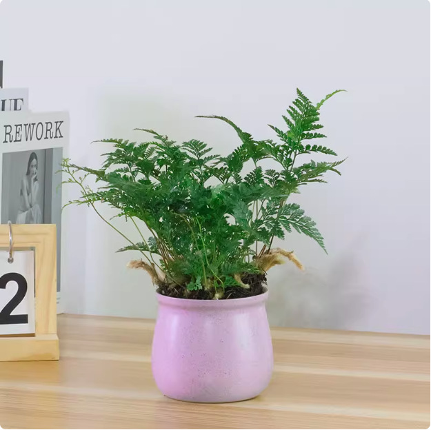 Salón de estar, escritorio de estudio, plantas verdes, resistencia al frío, resistencia a la sombra, fácil mantenimiento de hoja perenne.