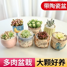 ����ֲ��M���҃�С������¶�ҵ����մɻ������Ϙ�������Gֲ