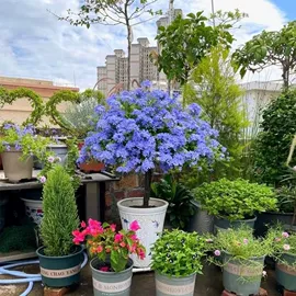 盆栽;乔木;灌木