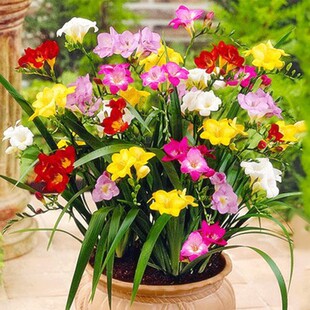 �ذ���ѩ�m�N��С�n�m�ļ��̨����������N���҃�ͥԺ����������