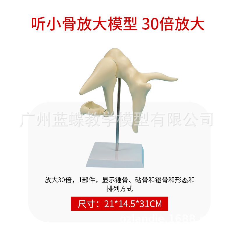 �ǵ���ɸ�ǷŴ����ģ�� �����������ģ�� �ǿ�ҽѧ�����̾�