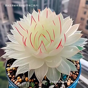 ��Ʒ��������¶�M�϶���ֲ���������ֺ��B�����k�����̨����