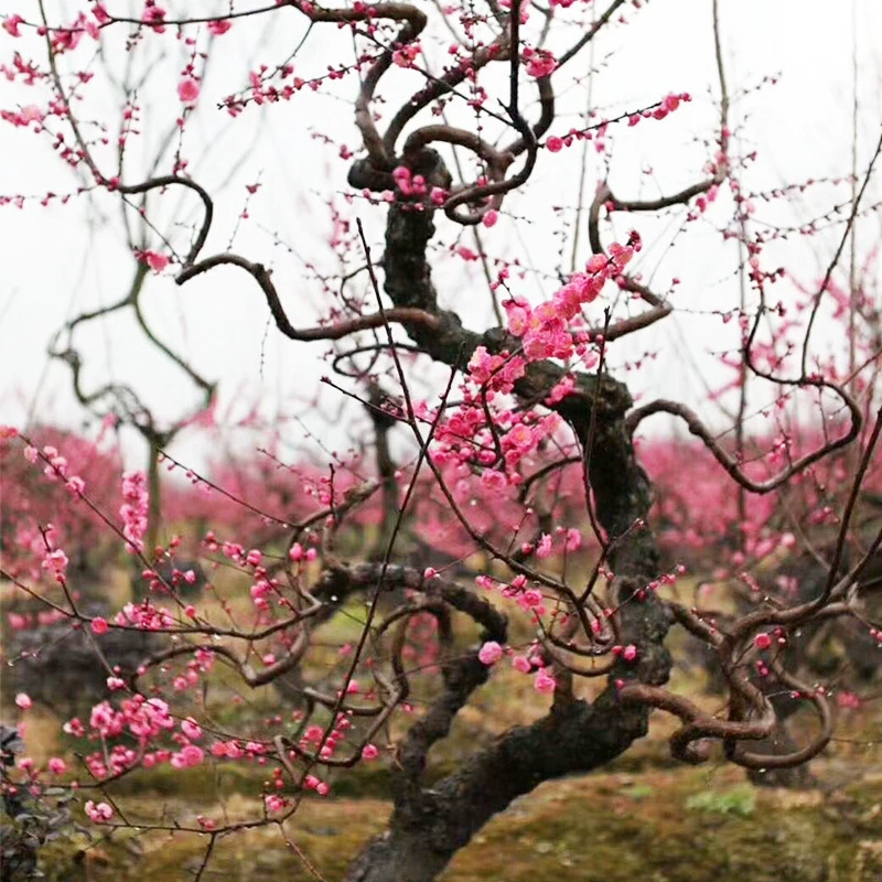 Вилла планировка двора Youlongmei большой саженец Горшечное растение Youlongmei древнее дерево пень Красная слива форма бонсай партия