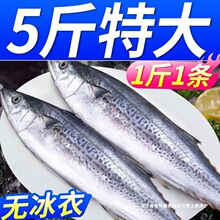 青岛鲅鱼新鲜冷冻鲜活海捕海鲜水产深海马鲛鱼青岛大鲅鱼整箱包邮