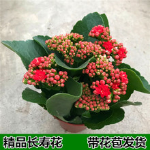 �m�Ͽ͏d�[�ŵĻ���ͥ�Gֲ�L�ۻ�����С���Ե�ֲ����ֲ���軨�҃�