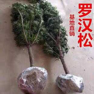 �_�h�����͘����辰������ӭ���ɴ��̈́e��ͥԺ�ձ��_�h�ɘ���