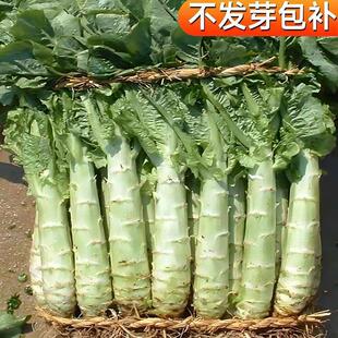 �n�S�N�Ӱ�Ƥ�n�S�n�ķN���r����@�˵ش����ļ��׷Nֲ�߲˷N����