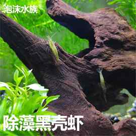 观赏虾黑壳虾缸除藻虾淡水缸清洁虾水族箱造景鱼缸工具虾