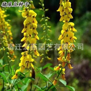 �iʺ���N��ľ����ľ�o�²���߅�¹����;Gֲ��E���A�~�G���N����