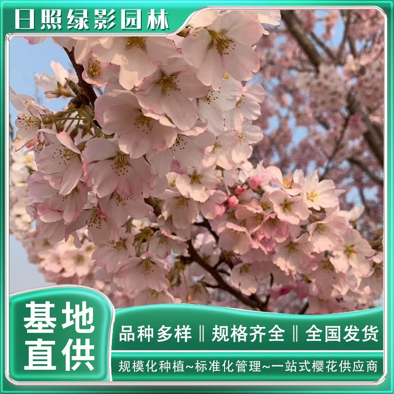 Другой берег саженцев вишневого дерева Эдо 9 см где купить зеленый теневой сад Вишня оптом сколько стоит