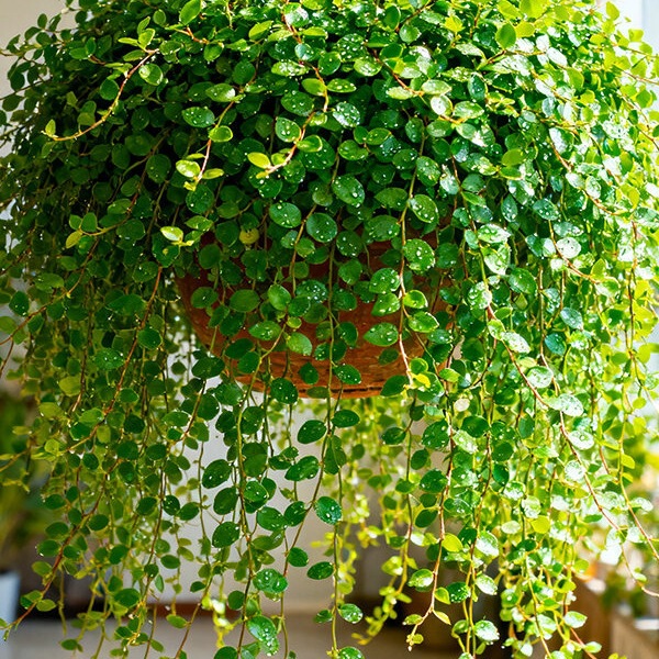 【Buy One Pot and Use It for a Year】Chlorophytum Hanging Plant Green Foliage Decoration for Bread Baking and Cake Decoration, Evergreen All Year Round