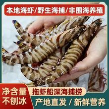 天然海捕竹节虾大斑节虾九节虾新鲜冷冻花虾商用批发可一件代发